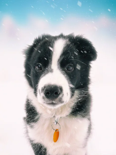 Cute border collie puppy and snowing around him. In the background is blue sky and snow. He looks like an elf. — Stock Photo, Image