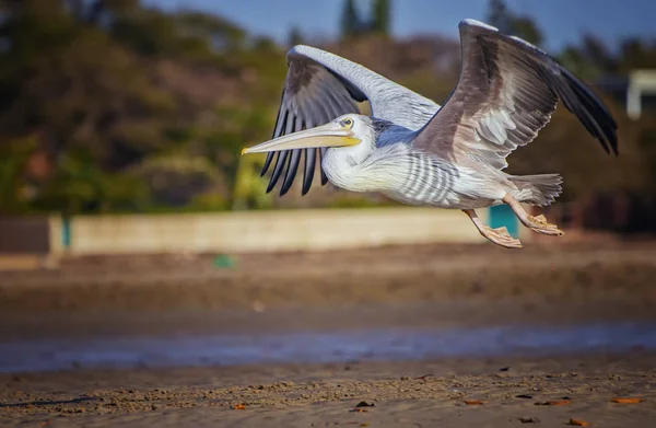 Pelicano Branco, Pelecanus rufescens está voando na lagoa do mar na África, Senegal. É uma foto de vida selvagem de pássaro na natureza selvagem. — Fotografia de Stock