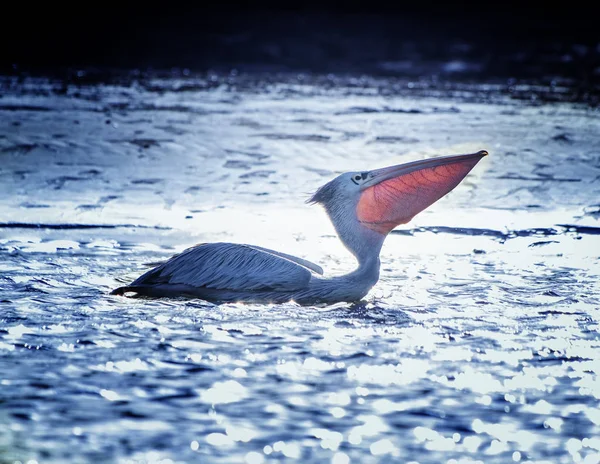 Biały Pelikan, Pelecanus rufescens unosi się w morskiej lagunie w Afryce, Senegal. To jest dzika przyroda fotografia ptaszka w dzikiej naturze. — Zdjęcie stockowe