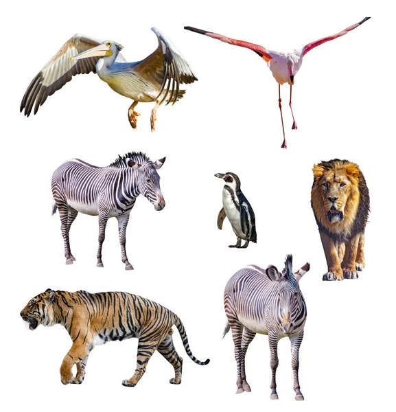 Conjunto de animales africanos aislados sobre fondo blanco. Es la colección de fotos de fauna y flora silvestres., —  Fotos de Stock