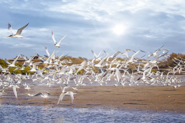 Senegal, Afrika 'daki deniz kuşu parkında bir grup kuş ve sandviç kırlangıcı. Sahilde ve gölün yüzeyinde uçarlar Somone gölünde..