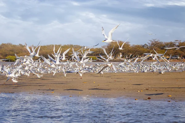 鳥のグループ、海鳥公園でのサンドイッチターンとセネガル、アフリカの準備。彼らはラグーンのビーチを飛ぶ誰か. — ストック写真