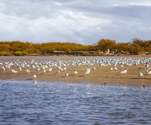 Senegal, Afrika 'daki deniz kuşu parkında bir grup kuş ve sandviç kırlangıcı. Somone gölündeki plaja gidiyorlar.. — Stok fotoğraf