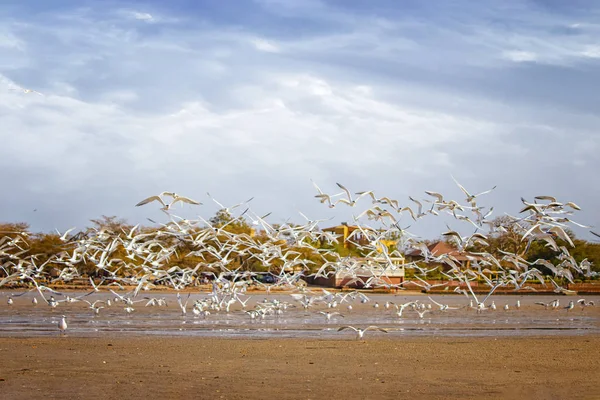 Senegal, Afrika 'daki deniz kuşu parkında bir grup kuş ve sandviç kırlangıcı. Somone gölündeki sahilde uçuyorlar.. — Stok fotoğraf