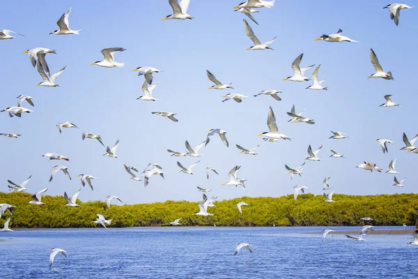 鳥のグループ、海鳥公園でのサンドイッチターンとセネガル、アフリカの準備。彼らはラグーンで飛んでいる誰か. — ストック写真