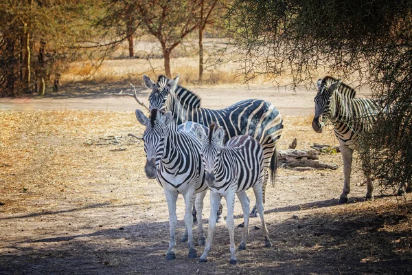 Close-up foto van Chapman 's zebra en haar baby staan op Afrikaanse savanne, equus quagga chapmani. Het is natuurlijke achtergrond of behang met wildlife foto van dierlijk. — Stockfoto