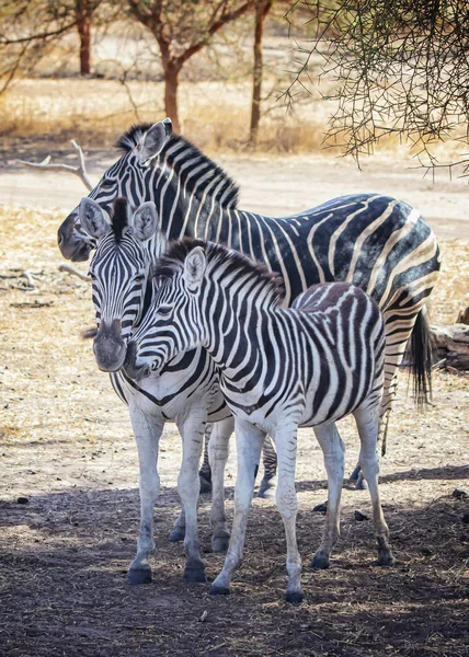 Detailní fotografie Chapmanovy zebry a jejího dítěte stojí na africké savaně, equus quagga chapmani. Je to přírodní pozadí nebo tapety s volně žijícími živočichy fotografie zvířete. — Stock fotografie