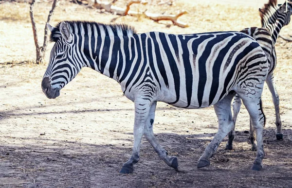 Закрыть фотографию зебры Чапмана, стоящей на африканской саванне, equus quagga chapmani. Это естественный фон или обои с дикой природой фото животного. — стоковое фото