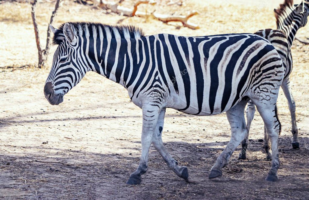 Close up photo of Chapman's zebra standing on african savanna, equus quagga chapmani. It is natural background or wallpaper with wildlife photo of animal.