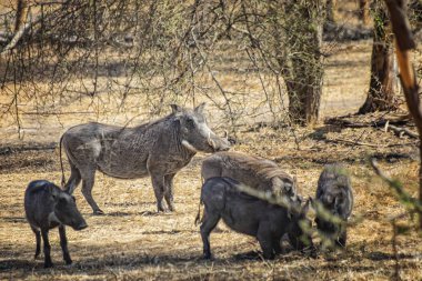 Yaban domuzu, Phacochoerus aethiopicus ve yavruları Senegal 'in Bandia bölgesinde toprak bir yolda dururlar. Afrika 'dan safaride çekilmiş bir vahşi yaşam fotoğrafı..