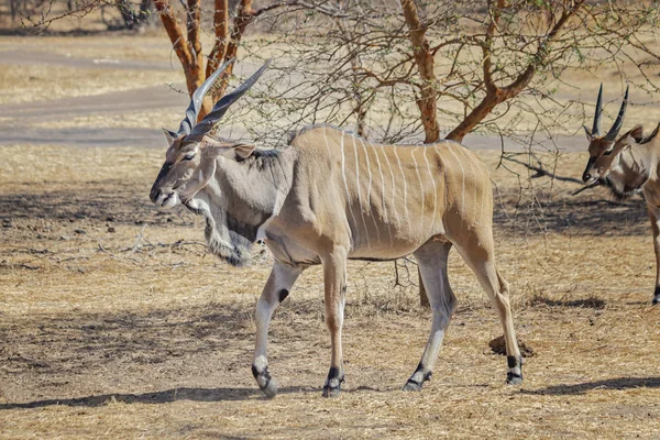 Közelkép a Giant eland-ről, más néven Lord Derby eland a Bandia rezervátumban, Szenegálban. Ez egy vadállat fényképe Afrikában. Ez a legnagyobb antilop faj.. — Stock Fotó