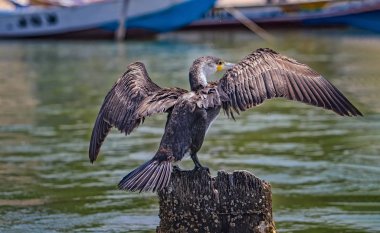 Beyaz göğüslü karabatak, Phalacrocorax karbonhidrat ve Senegal, Afrika 'da yayılmış kanatlı karbonun yakın çekimi. Vahşi yaşam fotoğrafı, Solome rezervindeki büyük kuşun portresi..
