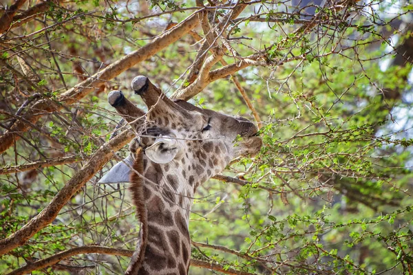 キリンの肖像画、セネガルのバンディア保護区のGiraffa camelopardalis reticata 。アフリカの動物の野生動物の写真です。緑の木を噛むキリン. — ストック写真