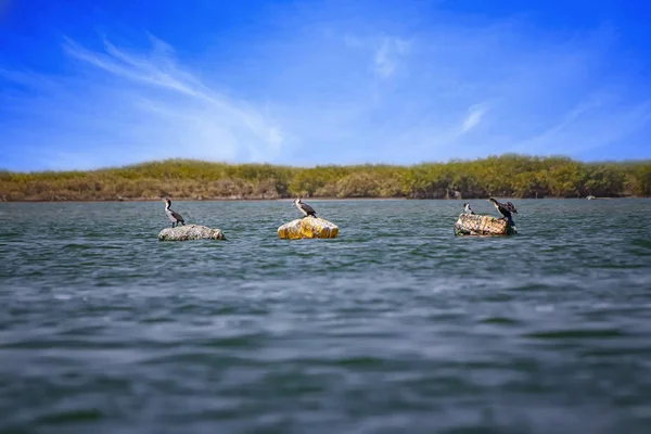 Beyaz göğüslü karabataklar, Phalacrocorax karbonhidrat, Senegal, Afrika 'daki deniz lagünlerinde yüzen şamandıraların üzerinde duruyor. Kuş barınağındaki vahşi yaşam fotoğrafı Solome rezervi.. — Stok fotoğraf