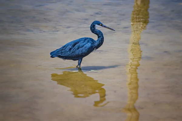거대 한 푸른 왜가리 , 아 데미 디아스 가 아프리카 의 바다 초호 세네갈 에서 있다. 이 사진은 야생 동물의 사진입니다 새들의 보호 구역인 소모네. — 스톡 사진