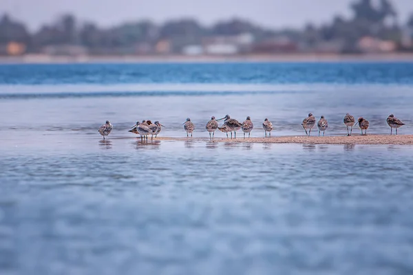 A group of birds stand on a sandy beach in Saloum Lagoon, Senegal. It is a wildlife photo of water birds. It is a bird sanctuary in Africa.