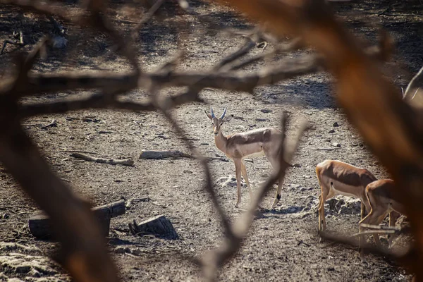 Egy antilop csorda áll a fák mögötti bozótban. Egy közeli kép arról, aki a fákon át néz. Ez egy vadvilági fotó.. — Stock Fotó