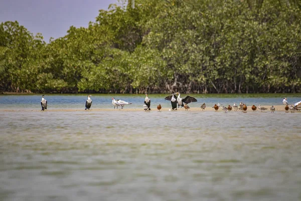 Bir grup kuş Senegal 'deki Saloum Lagoon' da kumlu bir sahilde duruyor. Ördeklerin, martıların ve karabatakların vahşi yaşam fotoğrafı. Afrika 'da bir kuş barınağı.. — Stok fotoğraf