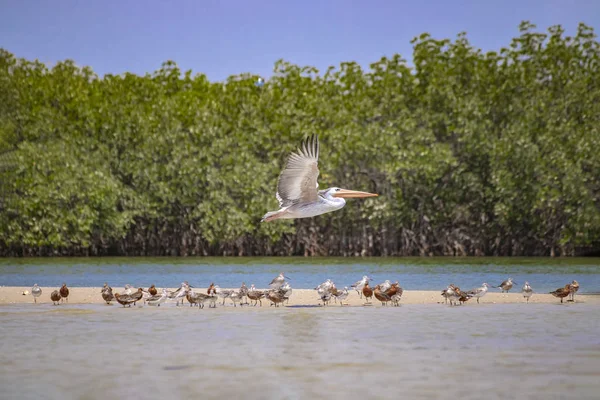 Bir grup kuş Senegal 'deki Saloum Lagoon' da kumlu bir sahilde duruyor. Ördeklerin, martıların ve uçan pelikanların vahşi yaşam fotoğrafı. Afrika 'da bir kuş barınağı.. — Stok fotoğraf