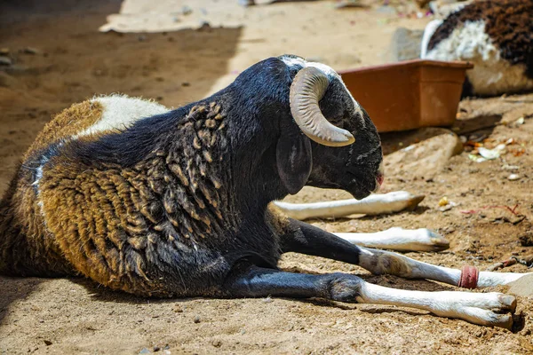 Ett svart får ligger på en dammig gata i Goree Island, Senegal, Afrika. Bredvid den finns en behållare med mat. Vila i skuggan av stenhus. — Stockfoto