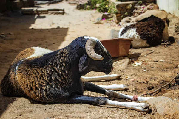 Ett svart får ligger på en dammig gata i Goree Island, Senegal, Afrika. Bredvid den finns en behållare med mat. Vila i skuggan av stenhus. — Stockfoto