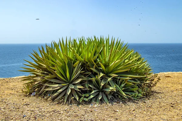 En stor agave eller annan saftig ovanpå en klippa. I bakgrunden finns det blå Atlanten. Det är på ön Goree i Senegal, Afrika. — Stockfoto