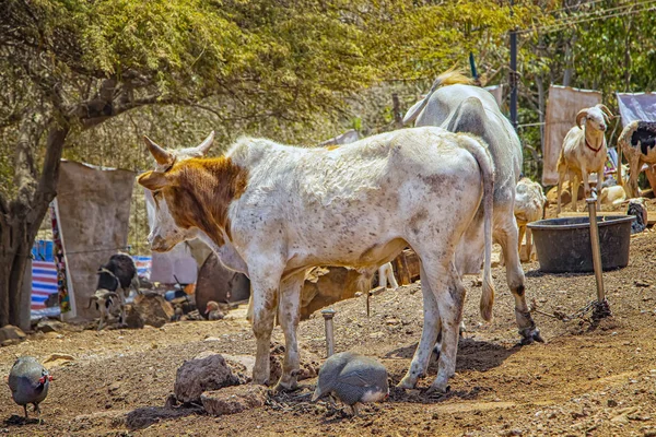 Vacas, galinhas e cabras em uma aldeia africana perto de Dakar, Senegal. Estão numa estrada de terra perto da casa.. — Fotografia de Stock