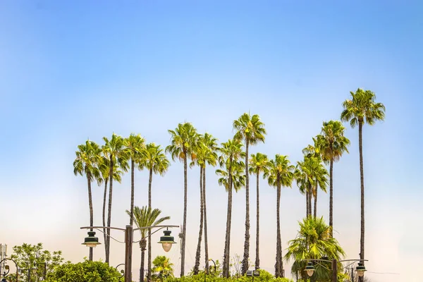 Oasis landscape in the Marrakesh, Morocco. Beautiful garden with date palms near Koutoubia Mosque minaret . Adventure travel. — Stock Photo, Image