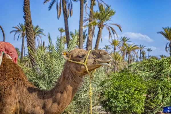 Photo rapprochée de chameau dans une Palmeraie près de Marrakech, Maroc. Le désert du Sahara est situé en Afrique. Dromedar reste dans le sable. — Photo