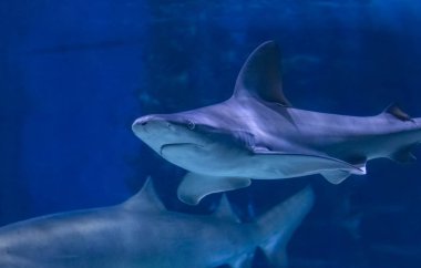 Pasifik okyanusunun berrak mavi sularında büyük bir boğa köpekbalığı.