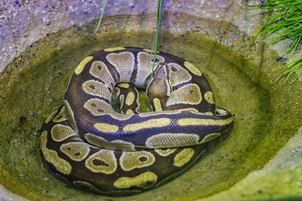 A bola python Python regius, também conhecida como python real. A cor é marrom com manchas amarelas a esbranquiçadas. — Fotografia de Stock