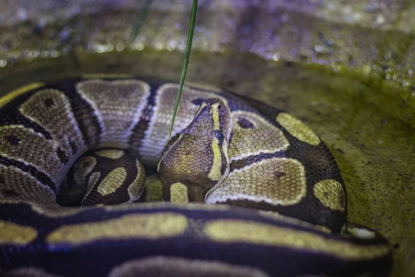 A cabeça da bola python Python regius, também conhecida como python real. — Fotografia de Stock