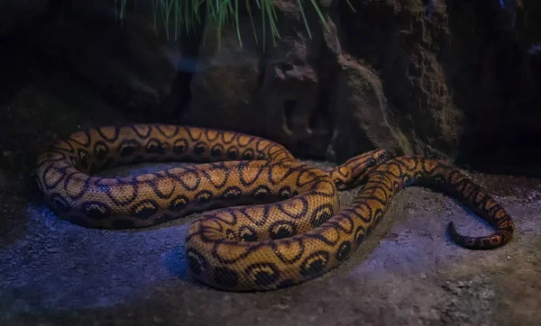 Rainbow boa Epicrates cenchria é uma espécie de boa endémica da América Central e do Sul. — Fotografia de Stock