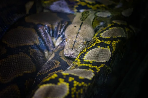 A cabeça da bola python Python regius, também conhecida como python real. — Fotografia de Stock