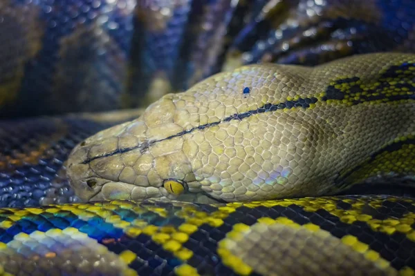 A cabeça da bola python Python regius, também conhecida como python real. — Fotografia de Stock