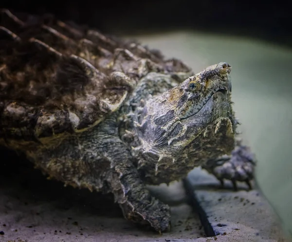 The alligator snapping turtle Macrochelys temminckii is a species of turtle in the family Chelydridae.