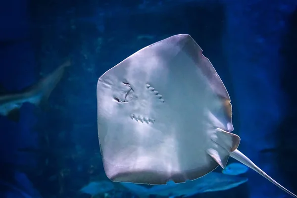 Southern stingray- DASYATIS AMERICANA in tropical coastal water of Pacific ocean.