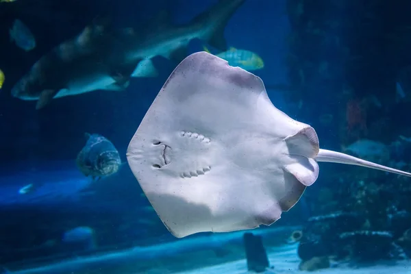 Jižní žihadlo - DASYATIS AMERICANA v tropických pobřežních vodách Tichého oceánu. — Stock fotografie