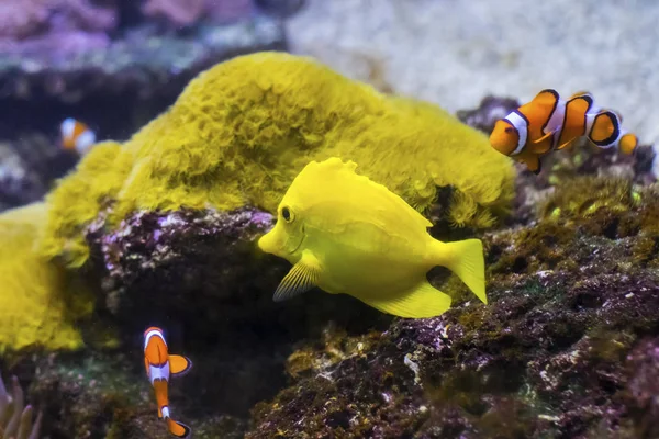 Az ocellaris bohóchalak csoportja Amphiprion ocellaris a Csendes-óceán trópusi vizében. — Stock Fotó