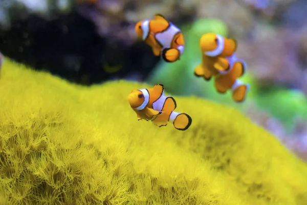O grupo de palhaços ocellaris Amphiprion ocellaris na água tropical do Oceano Pacífico. — Fotografia de Stock