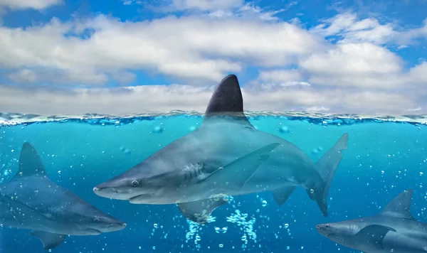 Moitié photo sous-marine du paradis tropical avec un groupe de grands requins dans l'océan Pacifique. — Photo