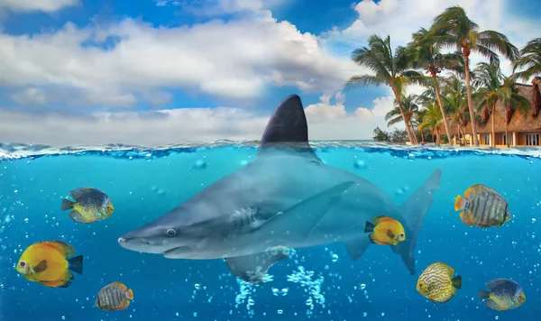 Halb Unterwasser-Foto des tropischen Paradieses mit einer Gruppe von bunten Fischen und großem Hai. Stockbild