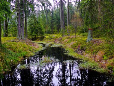 Horni Slavkov yakınlarındaki Kladska ulusal rezervasyonundaki gölet. Yosun ve bataklıklar var. Bataklıklarda bir doğa yolu var. Çekçe kınama bölgesinde yer almaktadır..