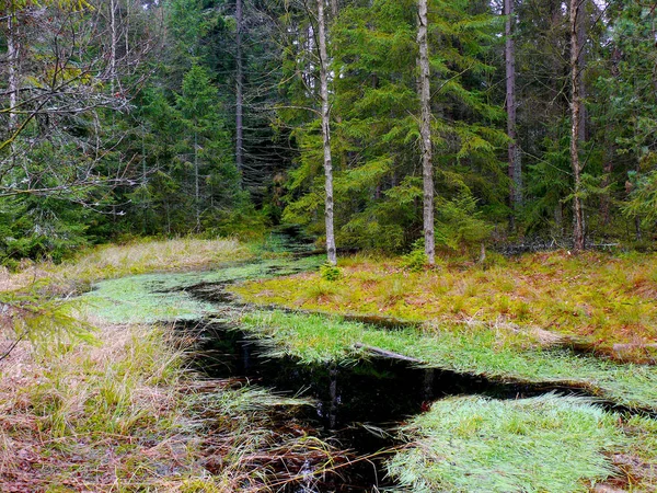 Staw w rezerwacie narodowym Kladska koło Horni Slavkov. Są mech i bagna. Jest ścieżka przez bagna. Znajduje się w języku czeskim rebulic. — Zdjęcie stockowe