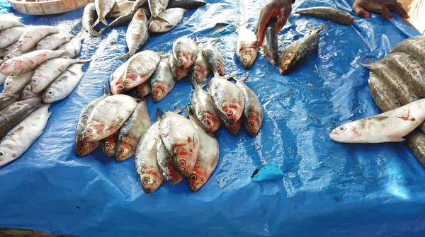 O peixe fresco encontra-se numa mesa num mercado de peixe em Mbour, Senegal. Seu próximo Dakar, África. São peixes grandes e pequenos de espécies diferentes. — Fotografia de Stock