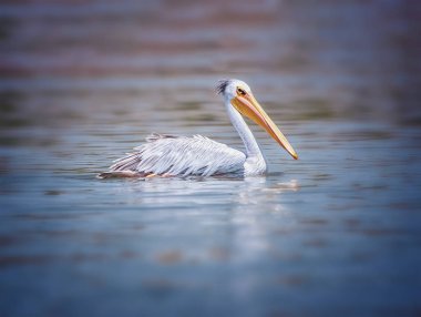 Pembe sırtlı Pelikan veya Pelecanus rufescens Afrika, Senegal 'deki deniz gölünde yüzüyor. Vahşi doğadaki kuşun vahşi yaşam fotoğrafı..