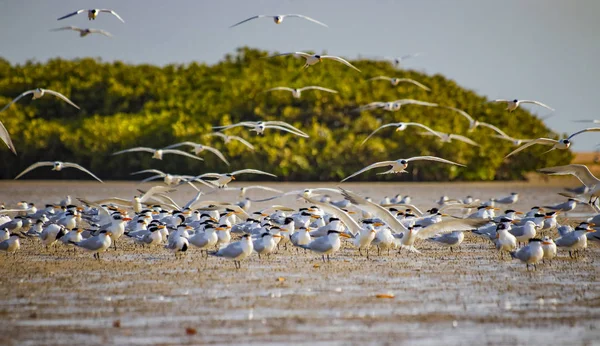 Senegal, Afrika 'daki deniz kuşu parkında bir grup kuş ve sandviç kırlangıcı. Somone gölündeki plaja gidiyorlar.. — Stok fotoğraf