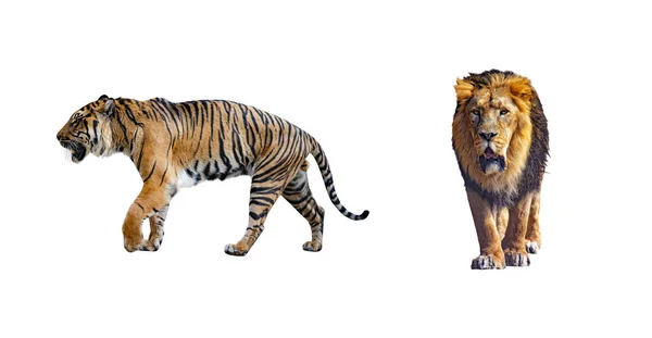 Set med närbild foto av tiger och lejon isolerad på den vita bakgrunden. De är representanter för stora kattdjur.. — Stockfoto
