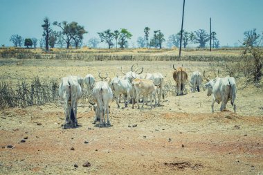 Beyaz bir Afrika ineği sürüsü Dakar, Senegal yakınlarındaki savanda yürüyor. Baobablar arka planda görünür..