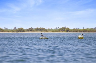 Beyaz göğüslü karabataklar, Phalacrocorax karbonhidrat, Senegal, Afrika 'daki deniz lagünlerinde yüzen şamandıraların üzerinde duruyor. Kuş barınağındaki vahşi yaşam fotoğrafı Solome rezervi..